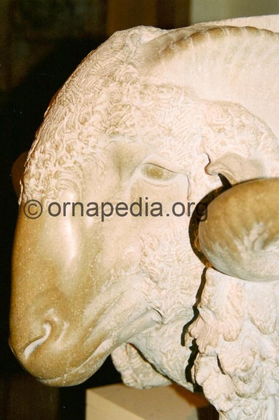 Carved rams head 